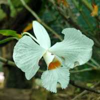 ศูนย์อนุรักษ์กล้วยไม้รองเท้านารีอินทนนท์ เชียงใหม่