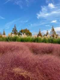 팜파스와 핑크뮬리를 한번에! 청산수목원🌾🌷