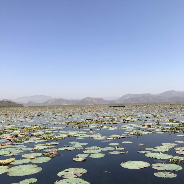 Lotus lake near Mandalay 