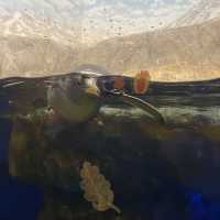 Visit Tennessee Aquarium River Journey!