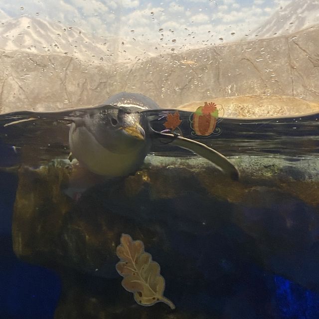 Visit Tennessee Aquarium River Journey!