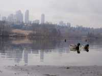 本拿比 Deer Lake