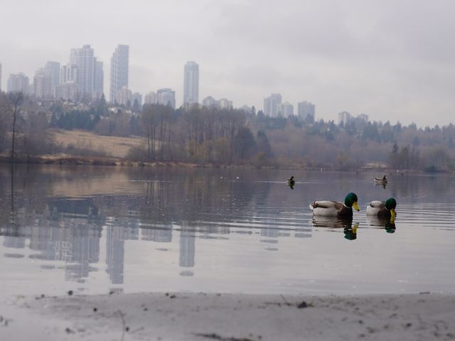 本拿比 Deer Lake