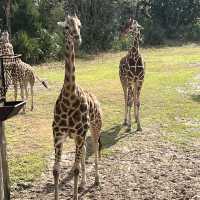 Fun day at Jax zoo and eating Chicken fila