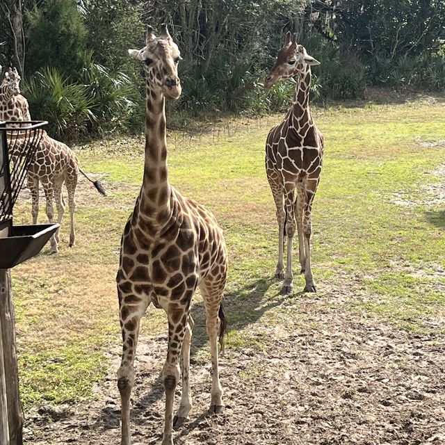 Fun day at Jax zoo and eating Chicken fila