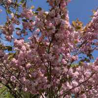 格林威治公園的櫻花大道
