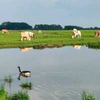 National Park de Biesbosch 