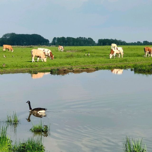 National Park de Biesbosch 