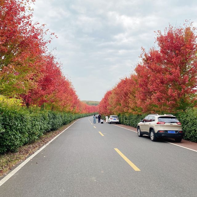 🍁AUTUMN IN NANJING🍁