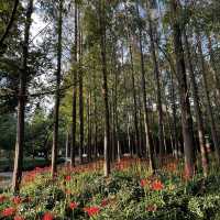 A Very Lively Park in Hongqiao Area