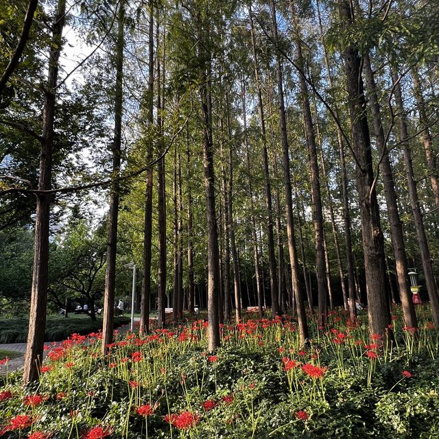 A Very Lively Park in Hongqiao Area