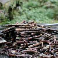 Picking Fresh Bamboo in Qingcheng Mountain