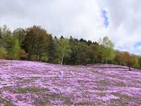 日本北海道東藻琴芝櫻公園