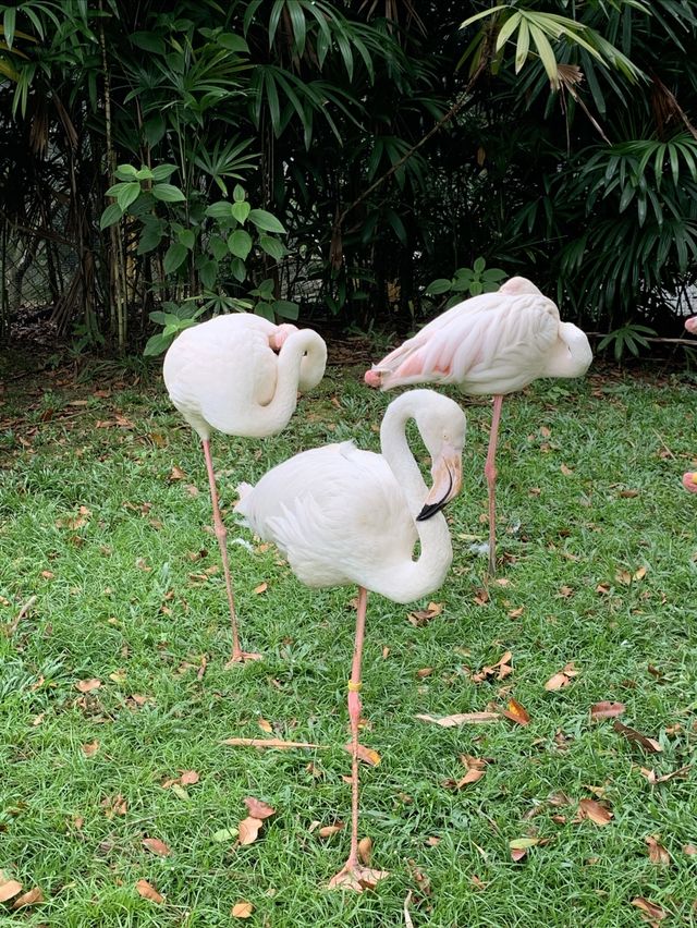 A day trip to the surprising Malaysia Wildlife Park.