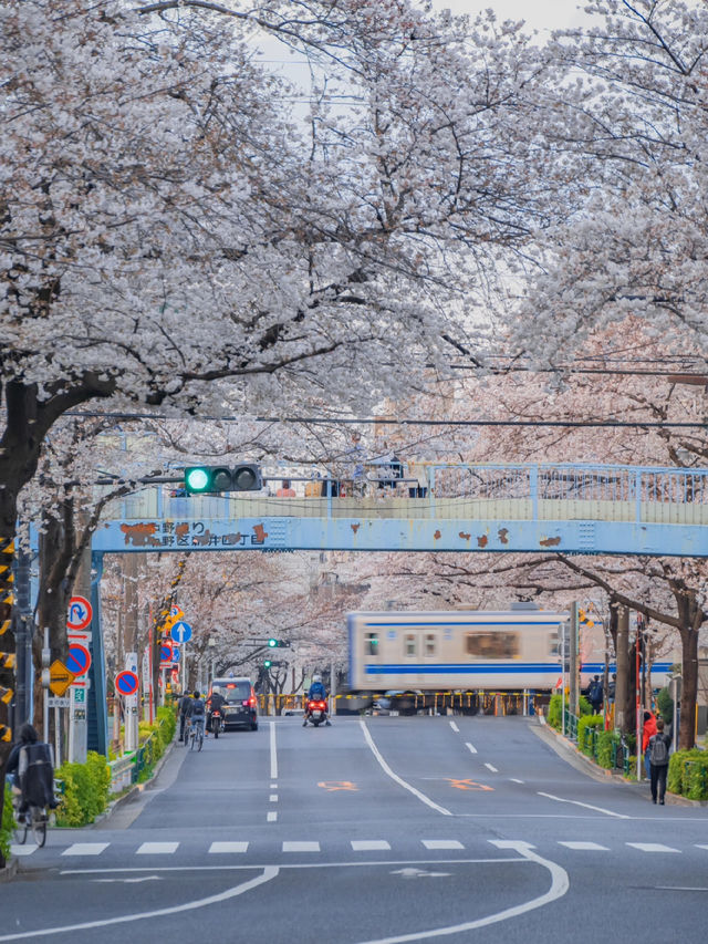 Nakano Ward, Arakawa Yakushi