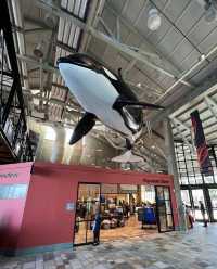 If you travel to the United States, you must visit the Monterey Bay Aquarium.