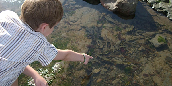 Naze Seashore Science and Discovery | Naze Nature Discovery Centre