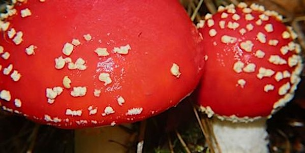 Mushroom Foray with John Wright | Kingcombe Visitor Centre