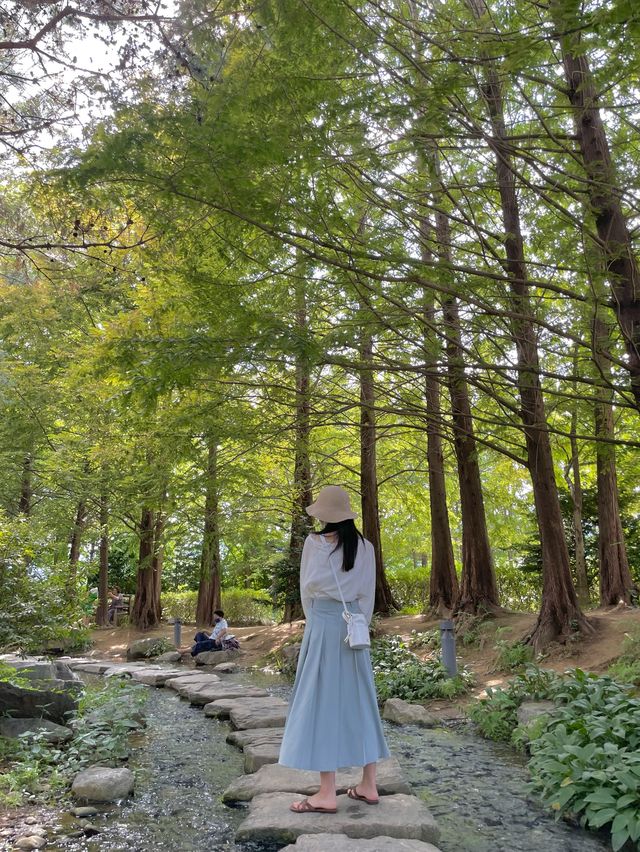 아름다운 연꽃 드라이브 :: 양평 세미원🌸