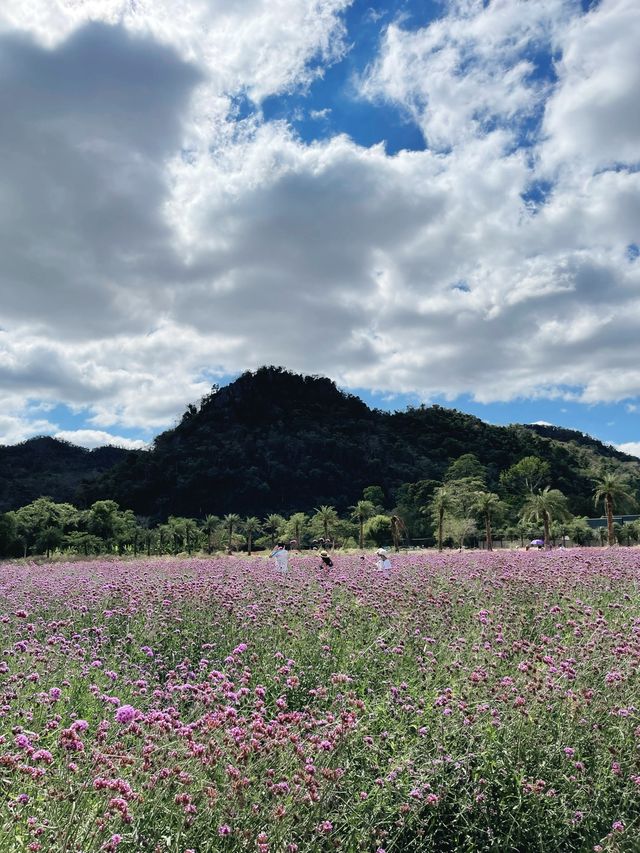 Hokkaido Flower Park Khaoyai - สวนดอกไม้เขาใหญ่ 💐