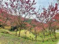 【桃園】復興景點-悠然秘境小屋賞櫻