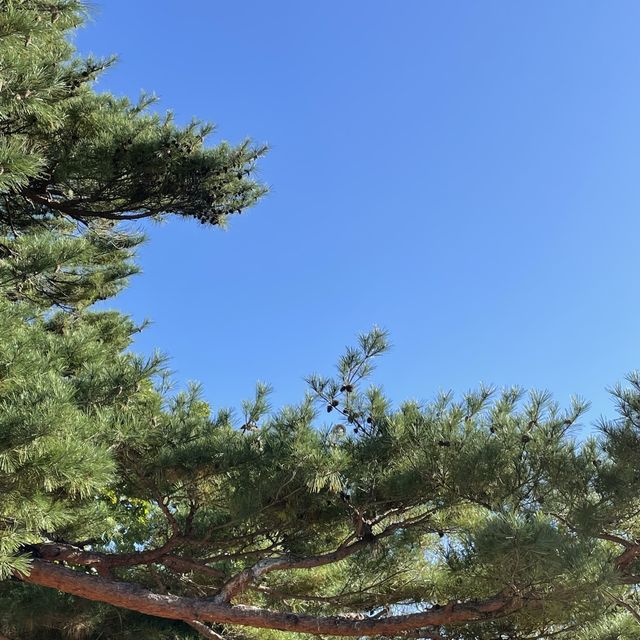 이게 바로 조선의 HIP이다. 수학여행 이후로 첨이야.. 오죽헌