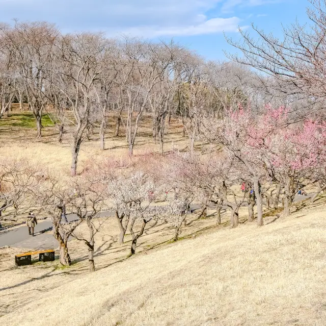 根岸森林公園の梅林の様子