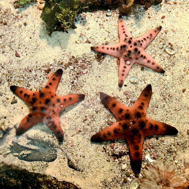 Phuket aquarium