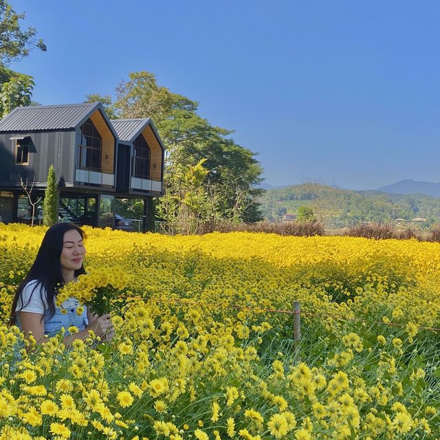 ชมสวนดอกเก๊กฮวยและ จิบน้ำเก็กฮวยสดๆถึงสวนฟรี