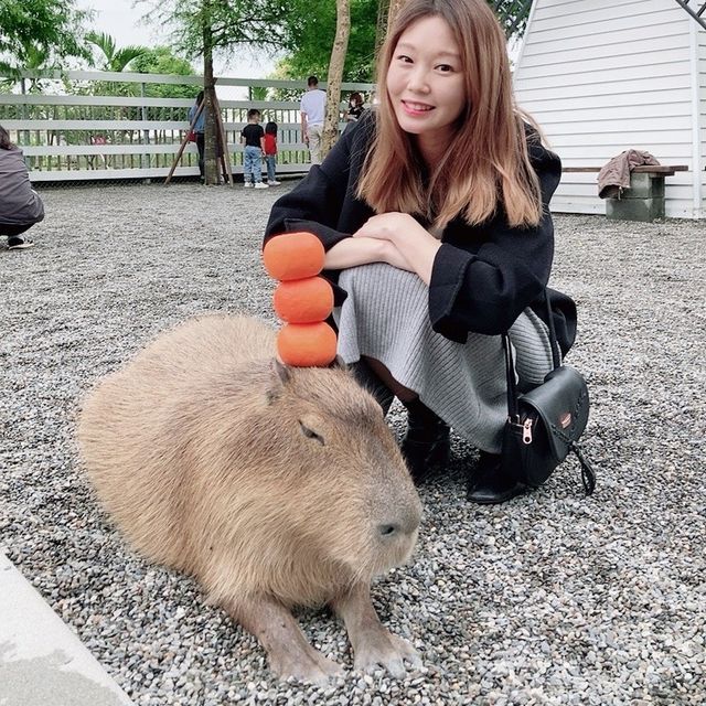 宜蘭「張美阿嬤農場」餵食Q萌水豚君 