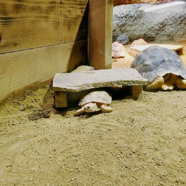 いろんなカメがいる！京都市動物園　熱帯館