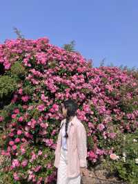 [과천] 과천에 꽁꽁 숨겨둔 아름다운 피크닉 존/풍성한 장미 꽃동산🌹