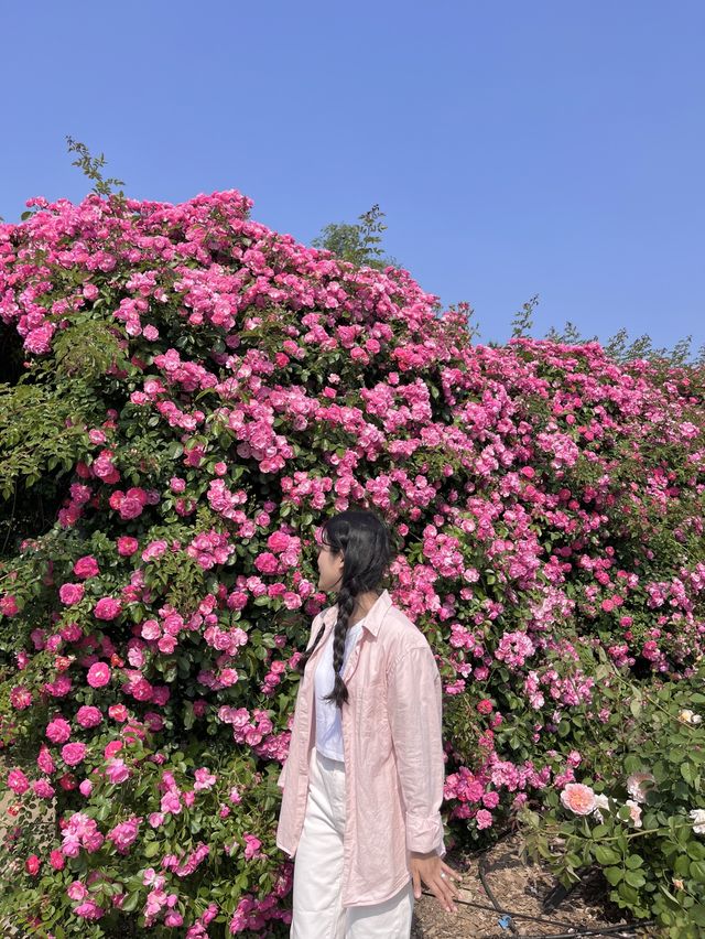 [과천] 과천에 꽁꽁 숨겨둔 아름다운 피크닉 존/풍성한 장미 꽃동산🌹