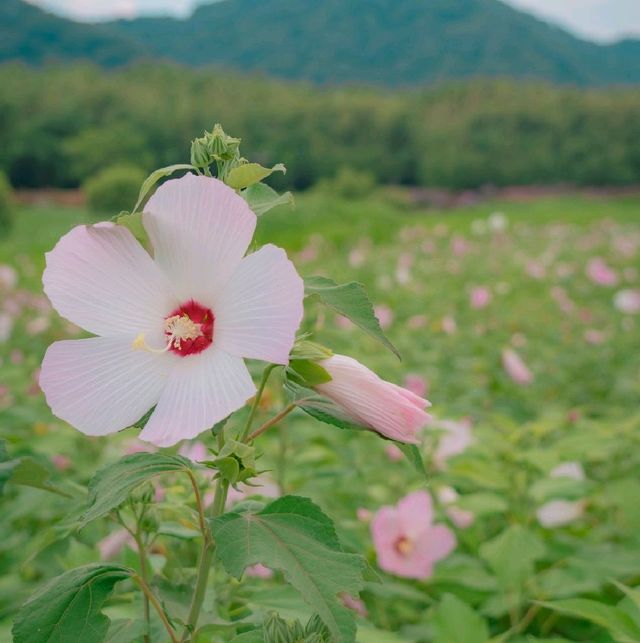 🌺무궁화를 닮은 쌍둥이 꽃 부용이 아름다운 [울산, 태화강국가정원]
