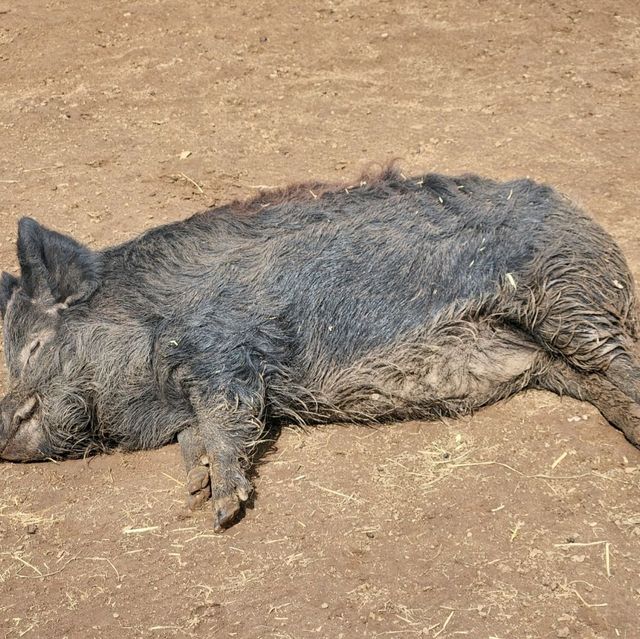 抱抱樹熊和袋鼠