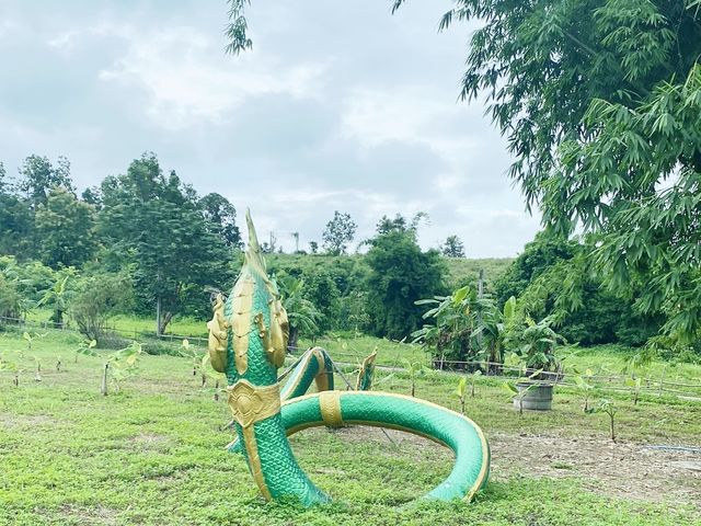 ชมสวนลำไย | เชียงดาว | เชียงใหม่