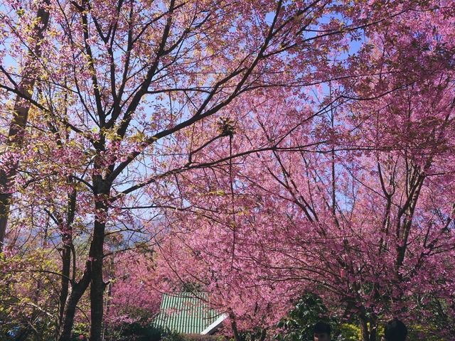 ทริปสีชมพูดอยขุนช่างเคี่ยน