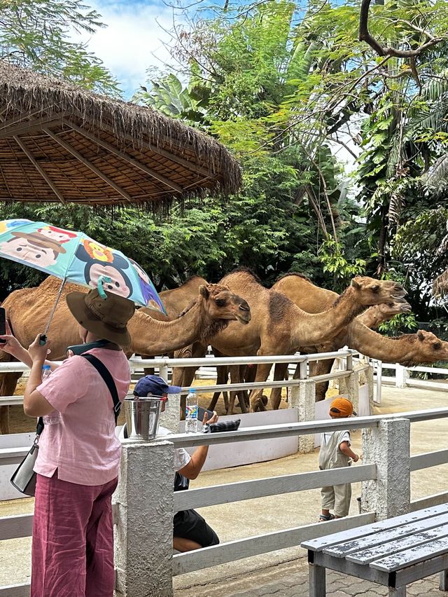 來泰國Safari World當一天動物飼養員吧！