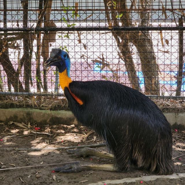 davao crocodile Park is a scaly experience 