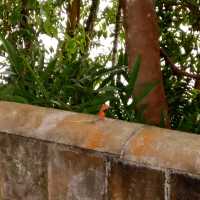 MacRitchie Reservoir