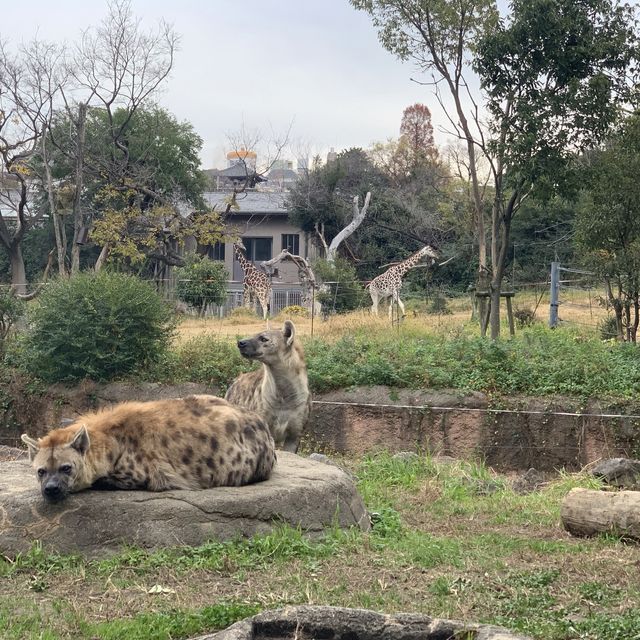 動物園