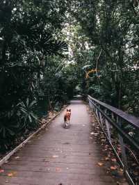 🐕🐾 hiking with your furkids