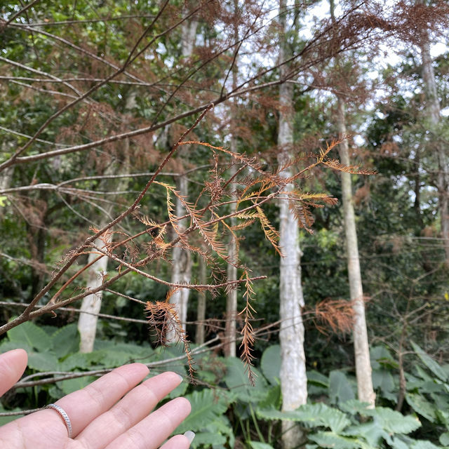 打卡流水響郊遊徑.紅葉
