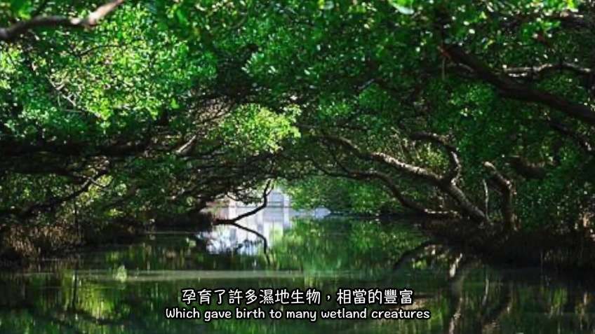 台南景點-四草濕地保護區 天使之吻