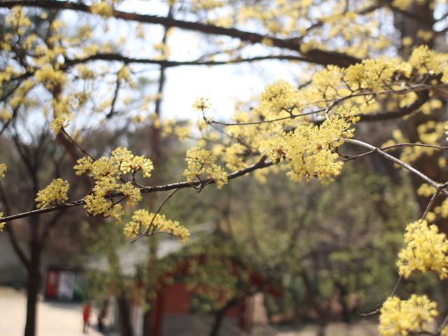 🌺서울에서 홍매화가 제일 예쁜 궁, 창덕궁🌺