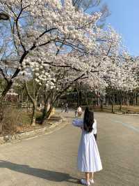 벚꽃 구경은 서울대공원에서 🌸🤍