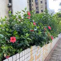 漫遊長沙灣道賞花