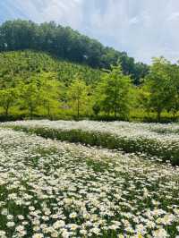 계란후라이꽃 샤스타데이지 천국🌼🤍
