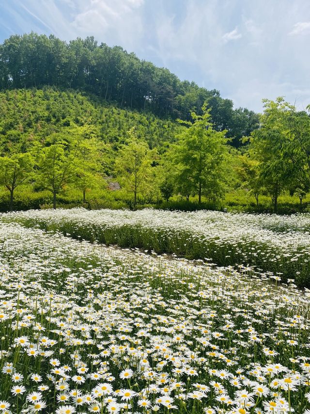 계란후라이꽃 샤스타데이지 천국🌼🤍