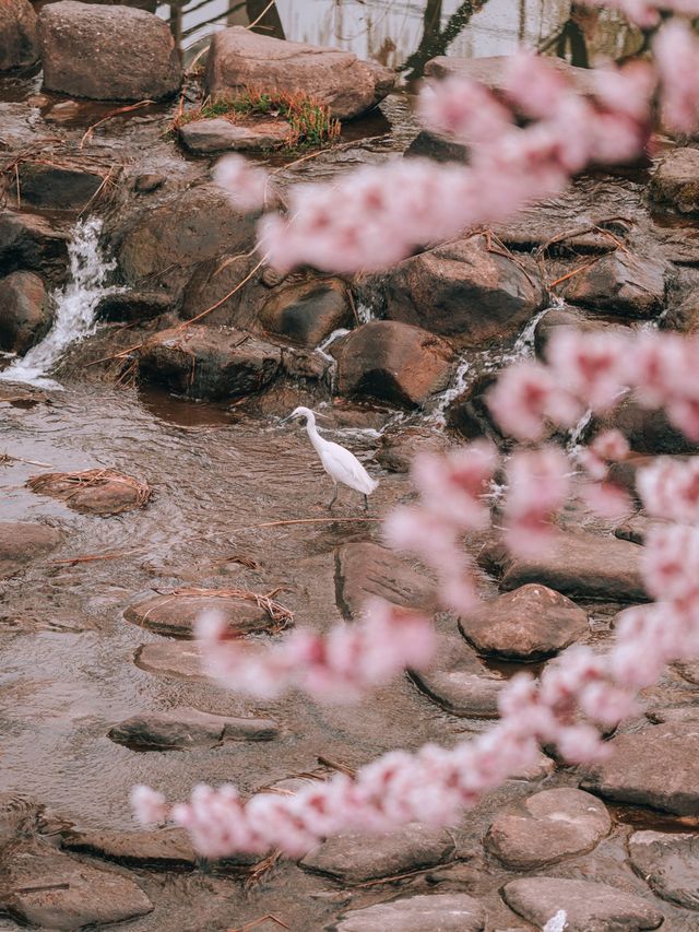 겹벚꽃 명소 화홍문💚